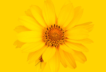 Beetle on the yellow flower.