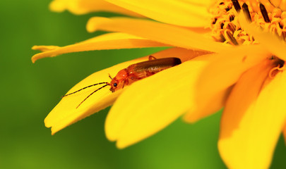 Beetle on the yellow flower.