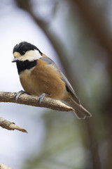ヤマガラ、野鳥、小鳥