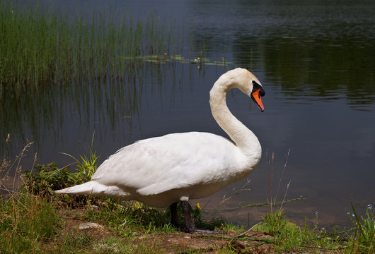 Swan at lake.