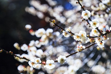 Shadows of Plum Trees on Green Grass with Plum Blossom