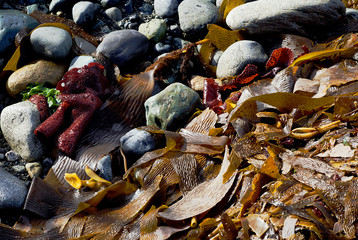 marine algae at seashore in Chile