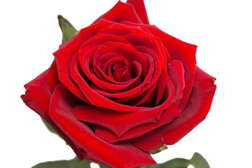 Red rose, bud, velvety sticks, isolated