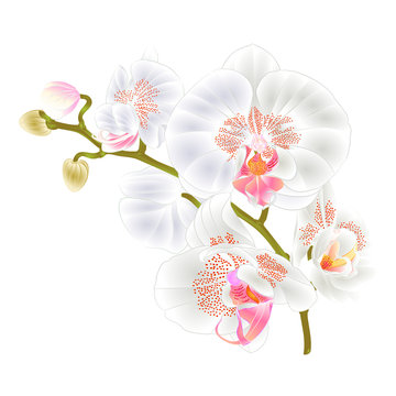 Branch orchids  white flowers  Phalaenopsis tropical plant on a white background  vintage vector botanical illustration for design hand draw