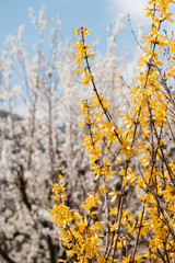 Naklejka premium Jardin nature