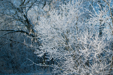 Iced branches of trees
