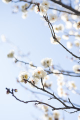 梅の花