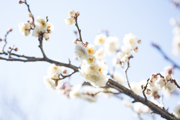 梅の花