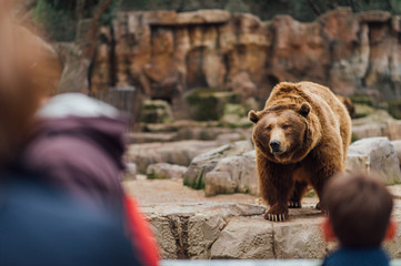 People look at  a bear in the zoo