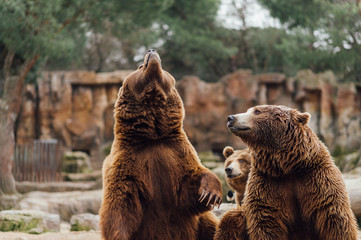 Two brown bears play in the zoo