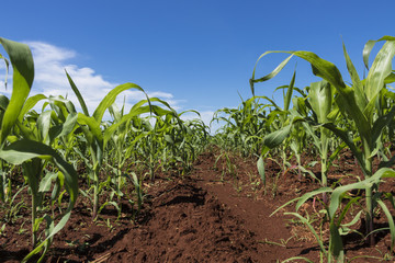 Green field with corn. Blue cloudy sky. 
