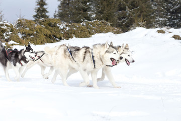  Husky sled competition
