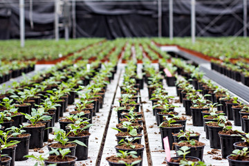 Seedlings of flowers. Large greenhouse with pots with seedlings of flowers.