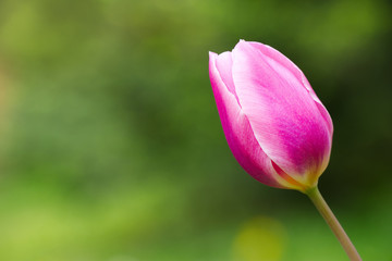 Naklejka premium pink tulip in garden, green background