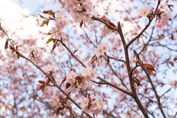 Beautiful cherry blossom sakura in spring time over blue sky