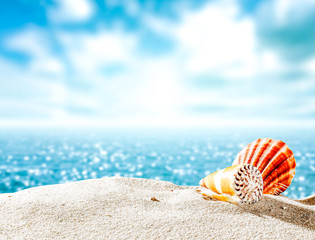 Fototapeta na wymiar Sea and shell on sand 