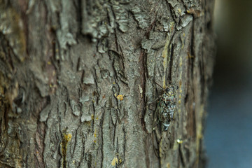 Insect Cicada on the Tree