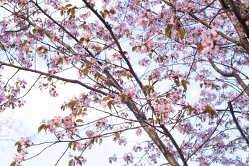 Beautiful cherry blossom sakura in spring time over blue sky