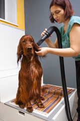 groomer drying hair of dog with hair dryer