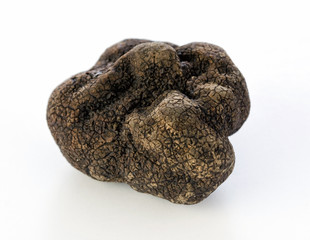Black truffle