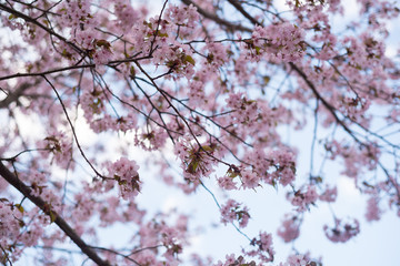 Beautiful cherry blossom sakura in spring time over blue sky