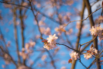 Beautiful cherry blossom sakura in spring time over blue sky