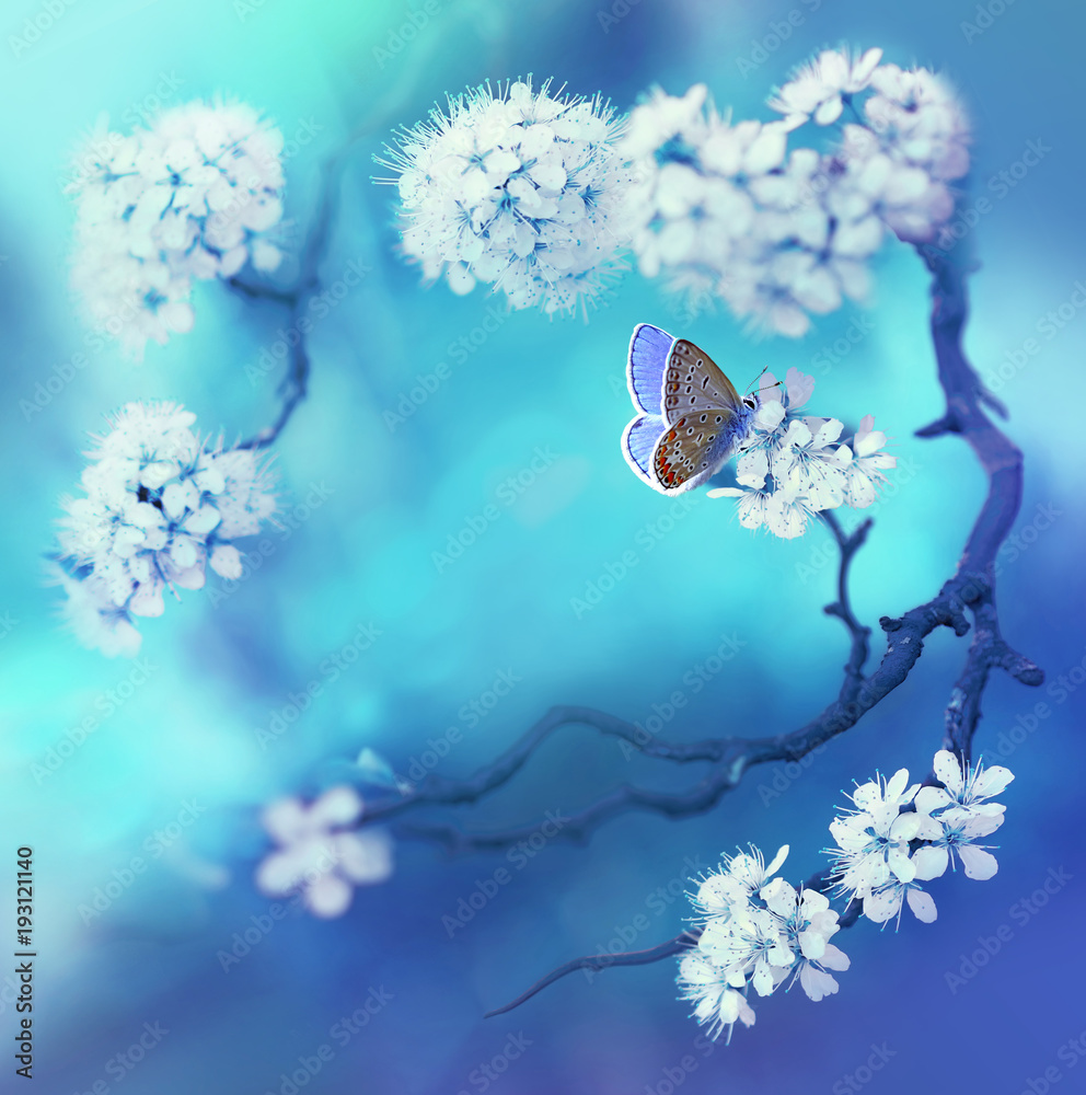 Poster spring floral background with flowering cherry branch and butterfly on a blue background in nature o
