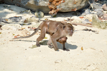 The Phi Phi island.Female monkey carries the baby on a sandy beach.Thailand