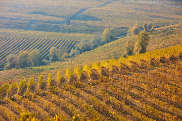 Vineyard and hills in autumn with yellow and brown leaves in a sunny day in Italy