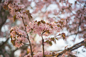 Beautiful cherry blossom sakura in spring time over blue sky