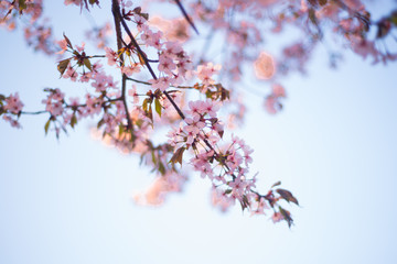 Beautiful cherry blossom sakura in spring time over blue sky