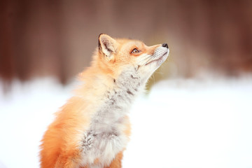 Red Fox. Beautiful red fox portrait.