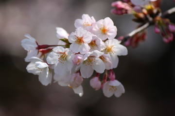 Obraz premium 桜の花