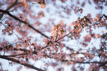 Beautiful cherry blossom sakura in spring time over blue sky