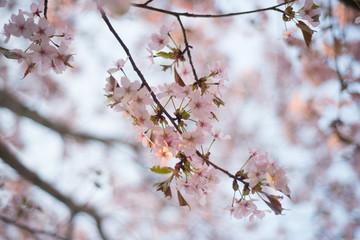 Beautiful cherry blossom sakura in spring time over blue sky