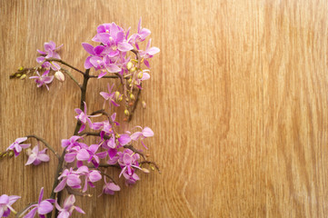 Fototapeta na wymiar Purple orchid flowers on a wooden table. Space for text