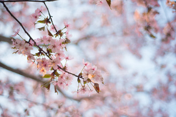 Beautiful cherry blossom sakura in spring time over blue sky
