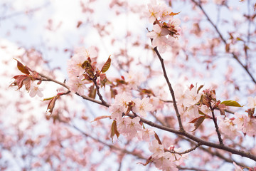 Beautiful cherry blossom sakura in spring time over blue sky