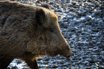 Wild boar