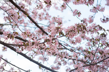 Beautiful cherry blossom sakura in spring time over blue sky