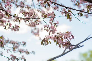 Beautiful cherry blossom sakura in spring time over blue sky