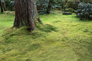 三千院の苔庭