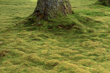 三千院の苔庭