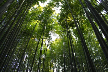 Fototapeta na wymiar 報国寺の竹林