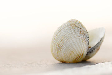 Sea shell, cowries, tropical and worm sea, isolated on white background. Body whole forms the whole shell.