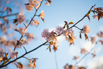 Beautiful cherry blossom sakura in spring time over blue sky