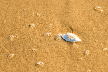 sandy beach with shell and spray of the surf
