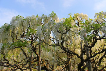 フラワーパークの藤棚