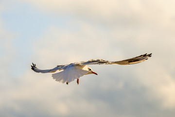 black headed gull flying