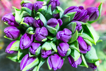 Bunch of many beautiful fresh violet tulips. Wholesale and retail flower store. Flower shop or market. Florist service concept.  Floristy for wedding. Top view
